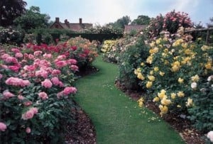 jardín de rosas imagenes