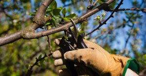Pasos para Realizar la Poda de Arboles Frutales