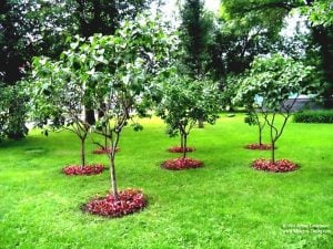 Árboles Para Jardines con poca raiz