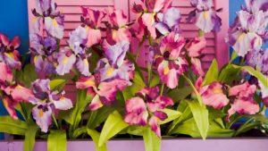 Plantas con Flores moradas