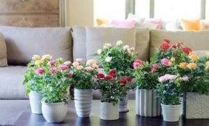 Decorar con rosas y velas