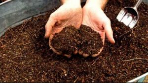 Beneficios del Abono Ecológico para Jardines Caseros