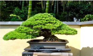 bonsáis ficus