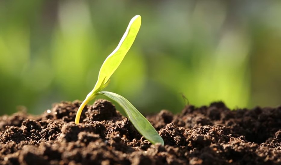 Abono de Jardín para plantas